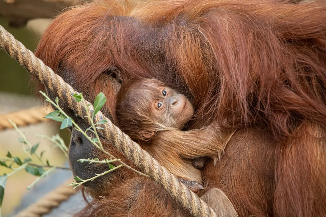 Orang Utan Nachwuchs, Tierpark Hagenbeck