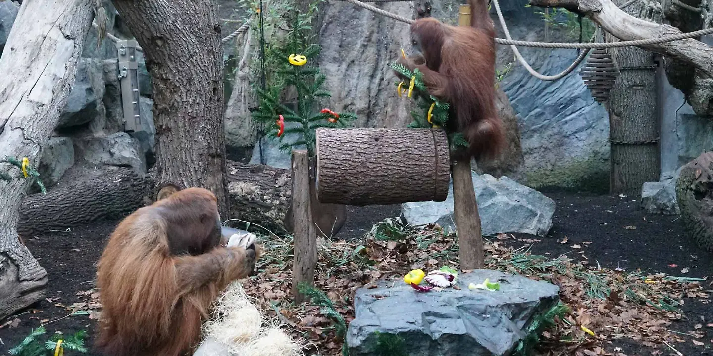 Tierpark Hagenbeck, Nikolaus,