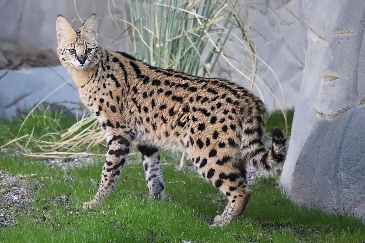 Serval-Brüder ziehen auf den Löwenfelsen bei Hagenbeck | Radio Hamburg