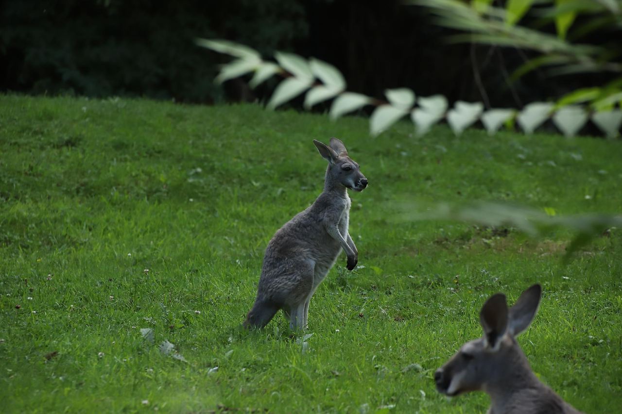 Putzige Tierbabys im Hamburger Tierpark Hagenbeck Radio