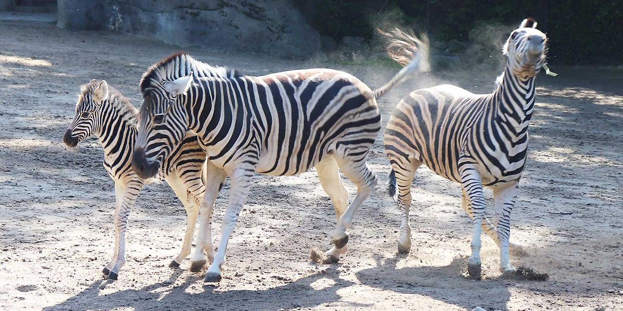 Radio Hamburg Hagenbeck