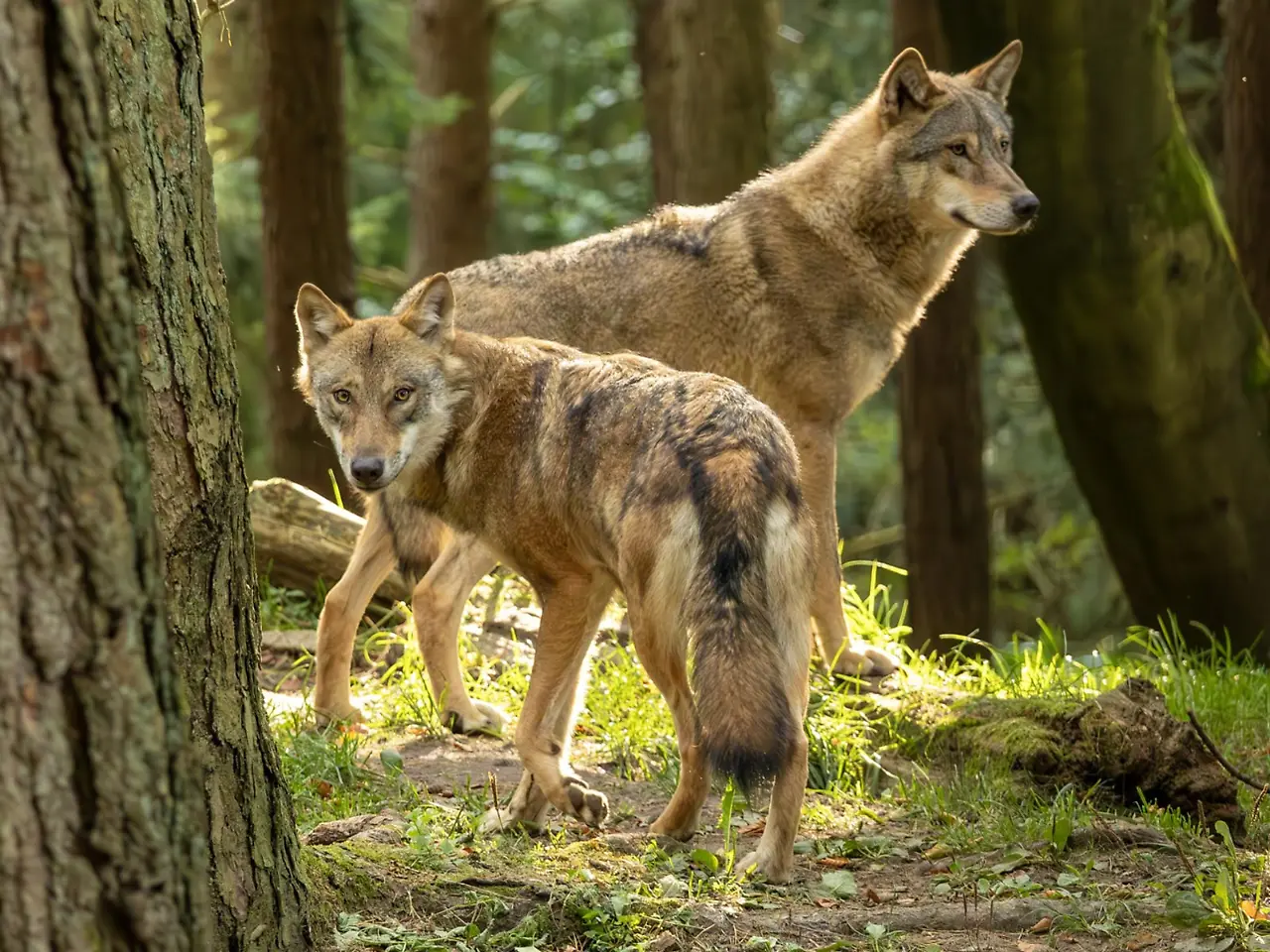 01-Wolfstag-Wildpark.jpg