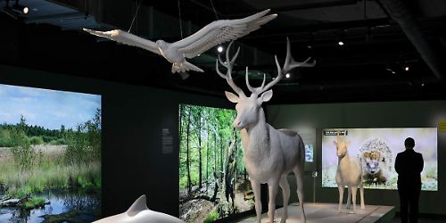 Botschaft der Wildtiere, Museen, Museum