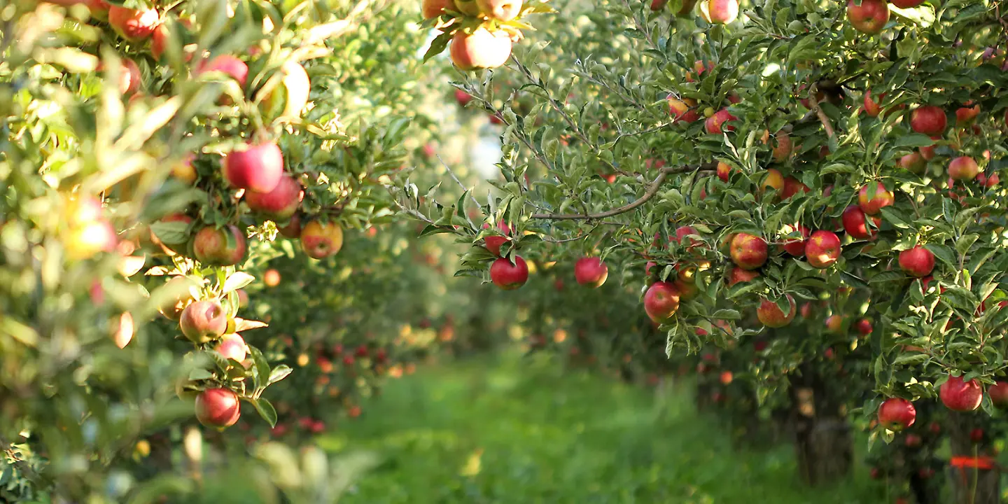 Apfelbäume, Apfel, Obst, Bäume 