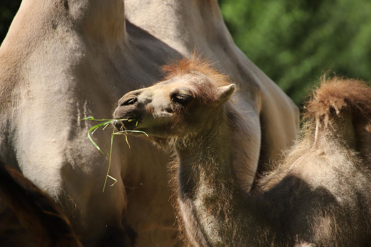 Putzige Tierbabys im Hamburger Tierpark Hagenbeck Radio