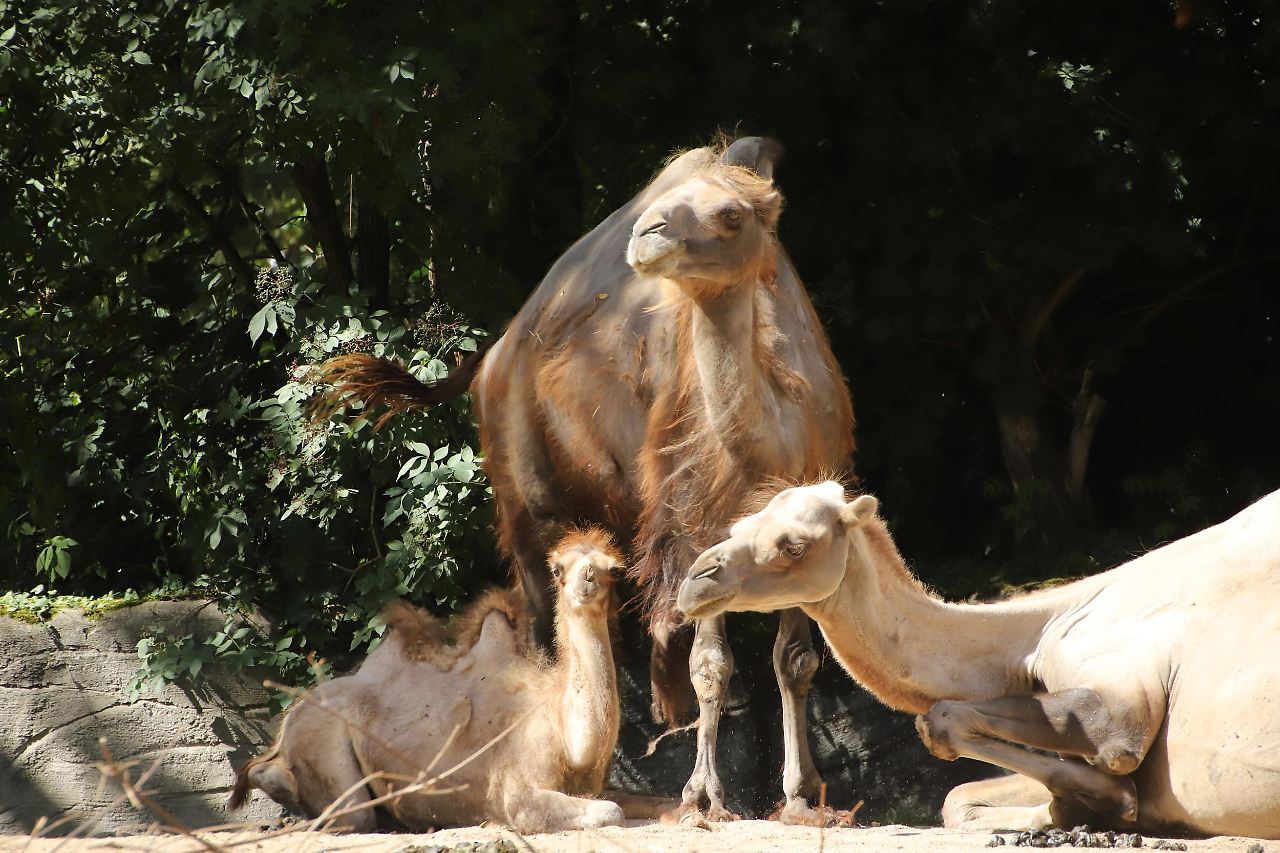 Putzige Tierbabys im Hamburger Tierpark Hagenbeck Radio