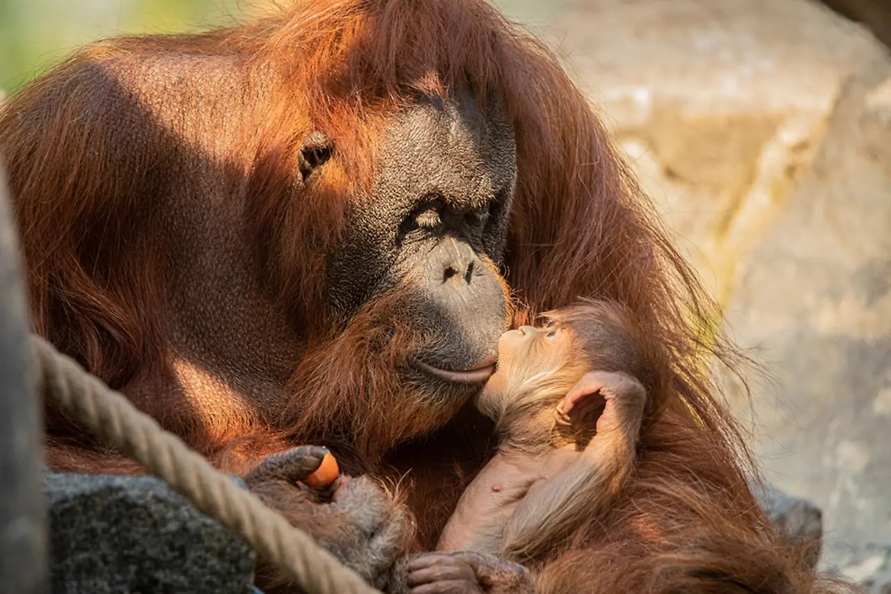 Orang Utan Nachwuchs, Tierpark Hagenbeck