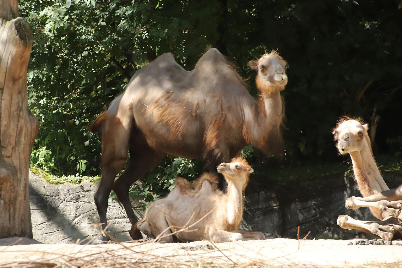 Putzige Tierbabys im Hamburger Tierpark Hagenbeck Radio