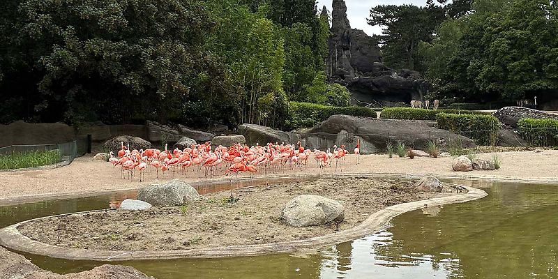 Hagenbecks Flamingos kehren ins Afrika-Panorama zurück