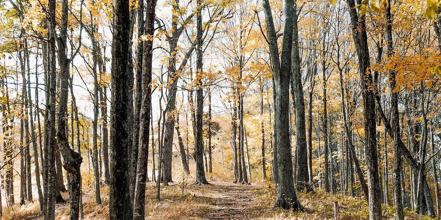 Wald, Bäume