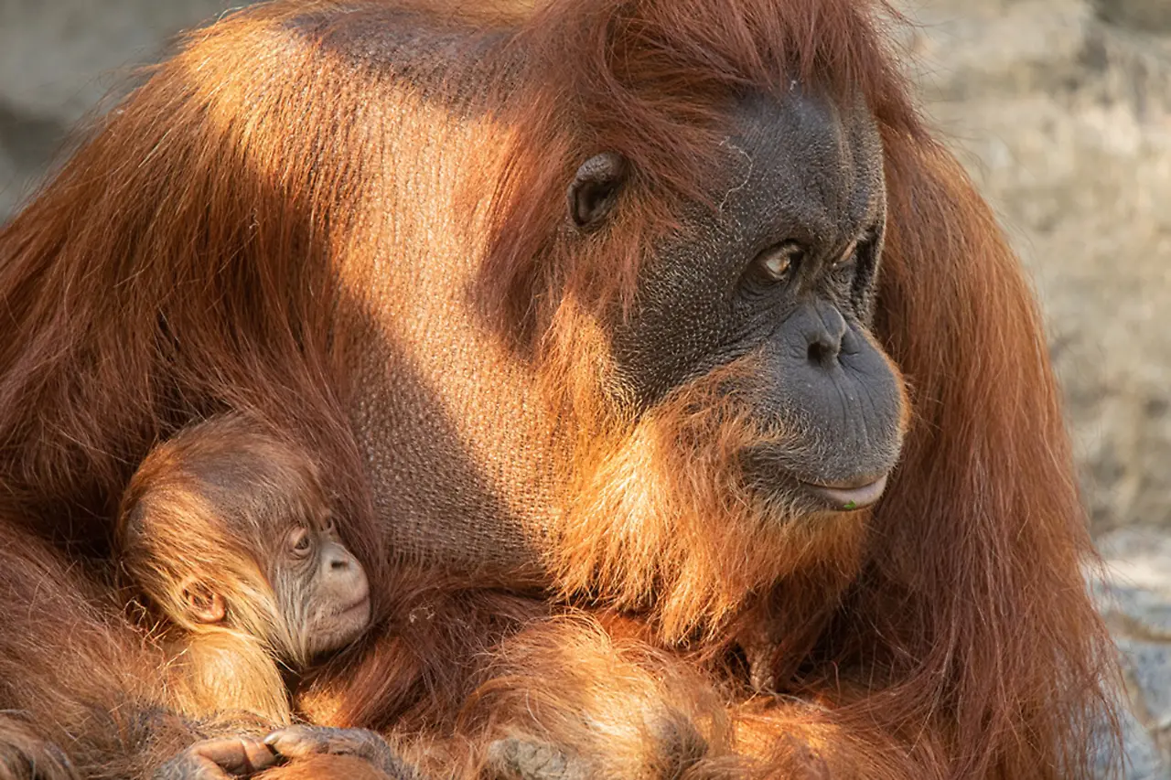 Orang Utan Nachwuchs, Tierpark Hagenbeck