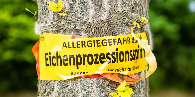 Eichenprozessionsspinner, Baum, Warnung, Allergie