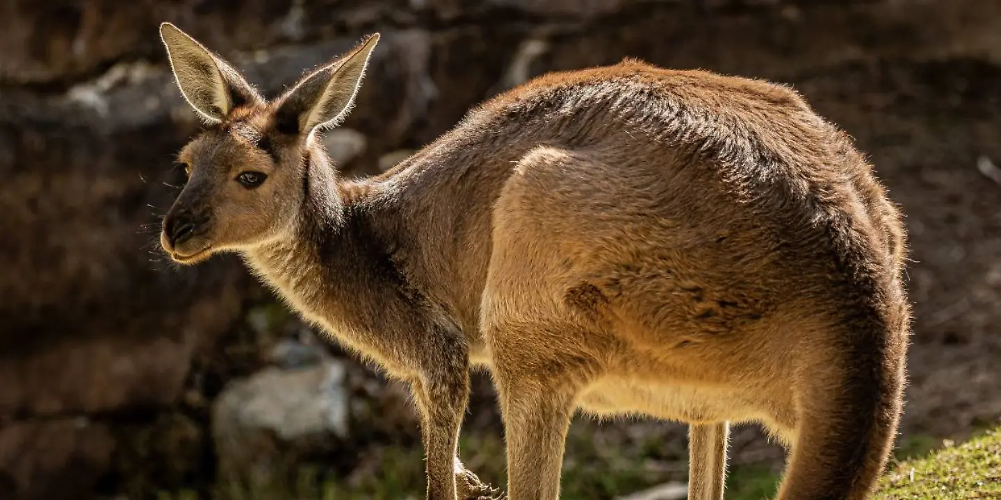 Känguru