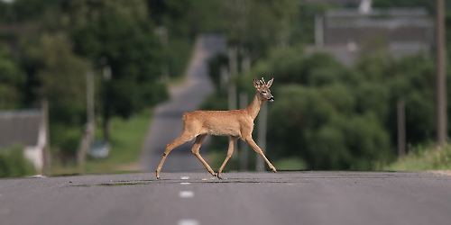 Reh auf der Straße