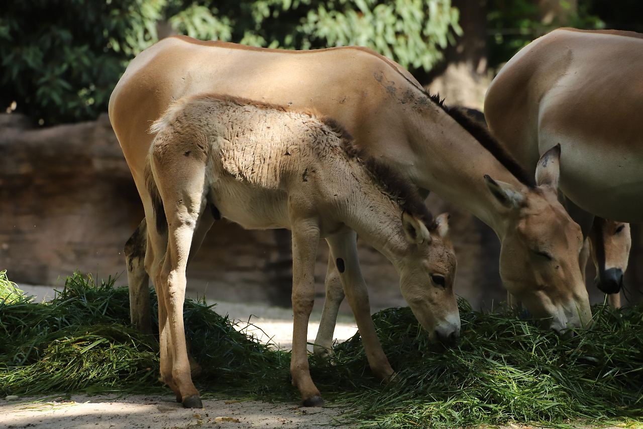 Putzige Tierbabys im Hamburger Tierpark Hagenbeck Radio