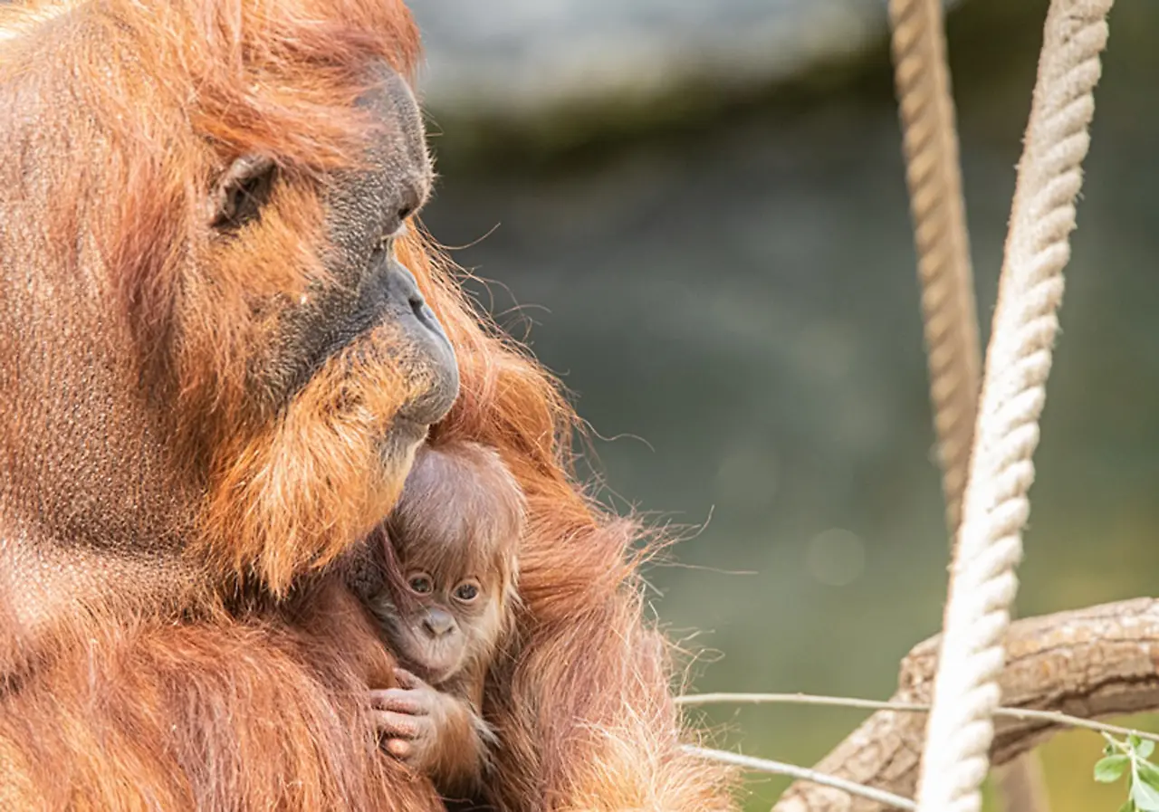 Orang Utan Nachwuchs, Tierpark Hagenbeck