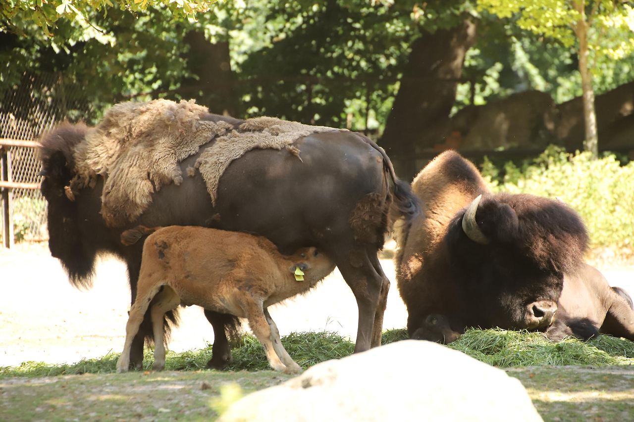 Putzige Tierbabys im Hamburger Tierpark Hagenbeck Radio